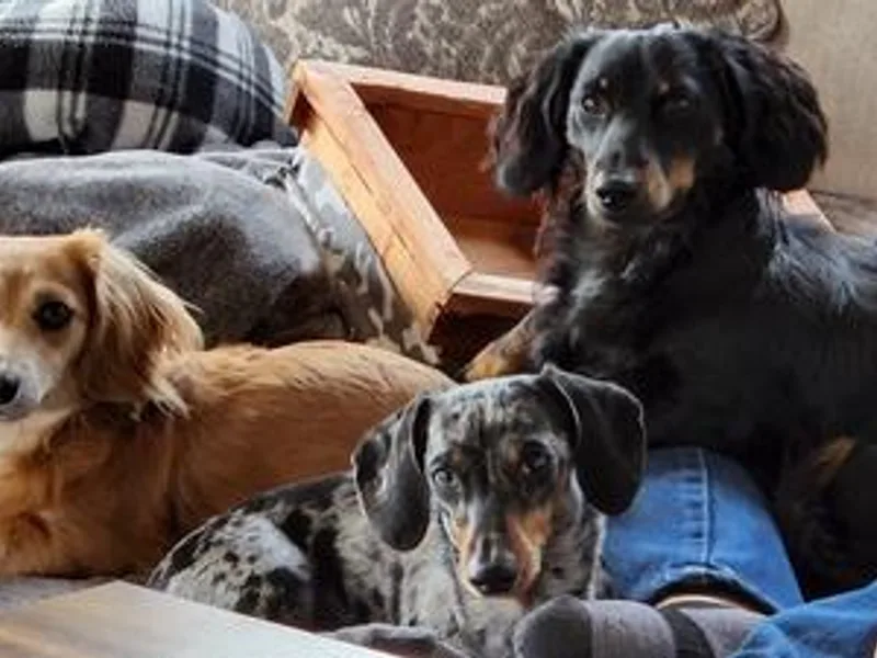 Aimee's Dachshunds