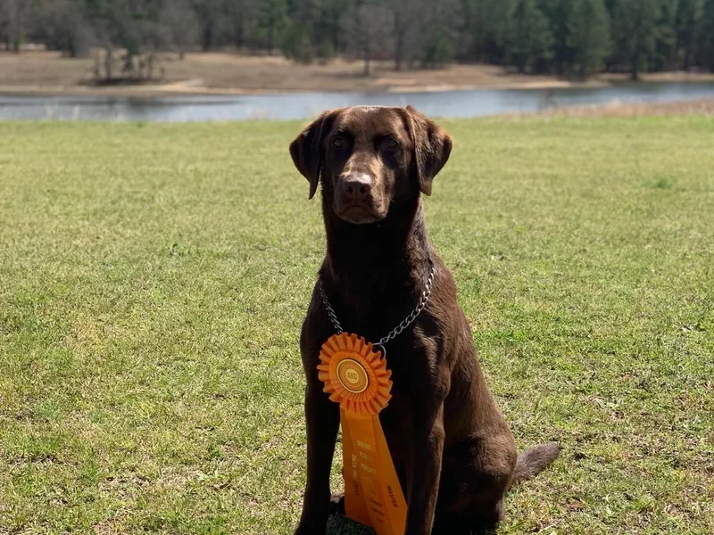 AimPowers Retrievers