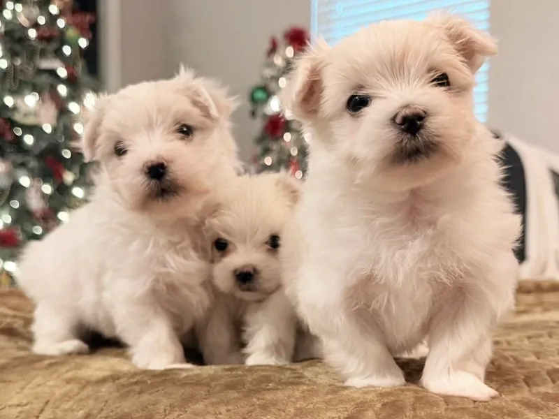 Ainsley’s Boujee Babies