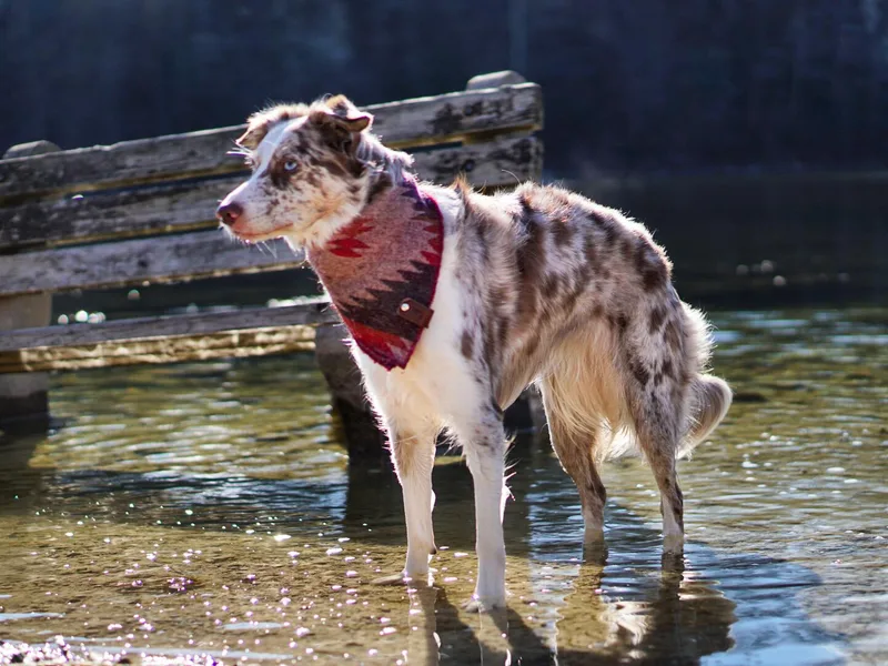 Air Capital Border Collies