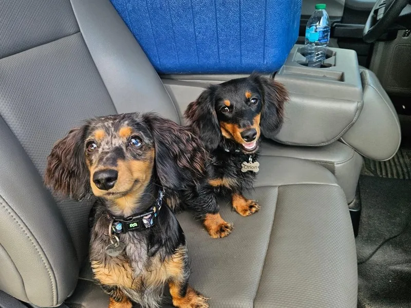 Airam's Dachshunds