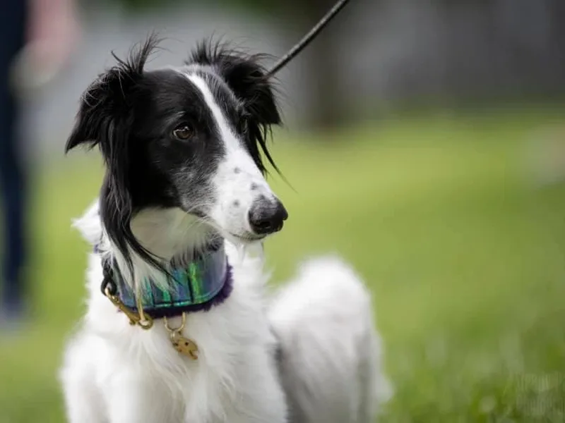 Airbender Dogs photo 1