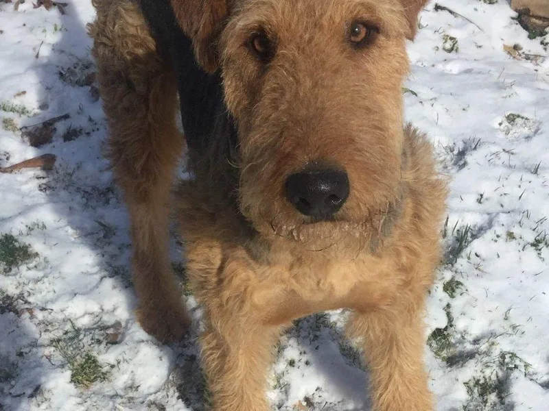 Airedale Acres photo 1