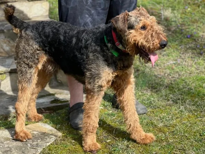 AIREDALE COMPANIONS