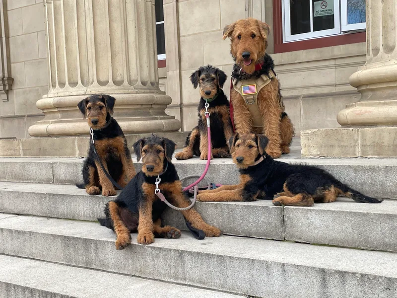 Airedales of Myriad Ranch