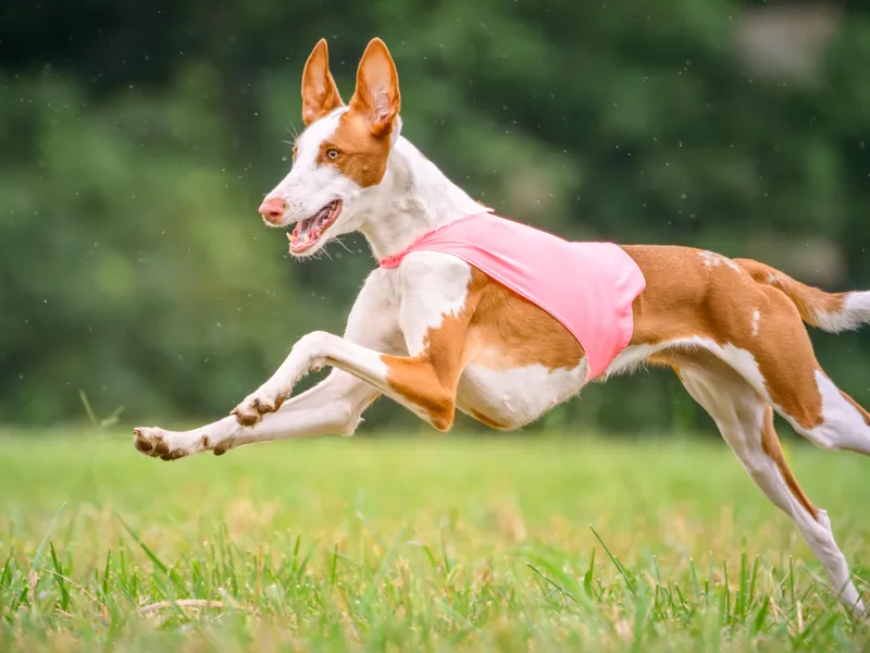 AirO'Doe Ibizans photo 1