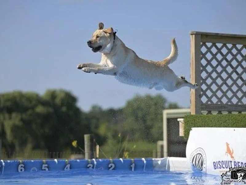 Airskipper Labradors