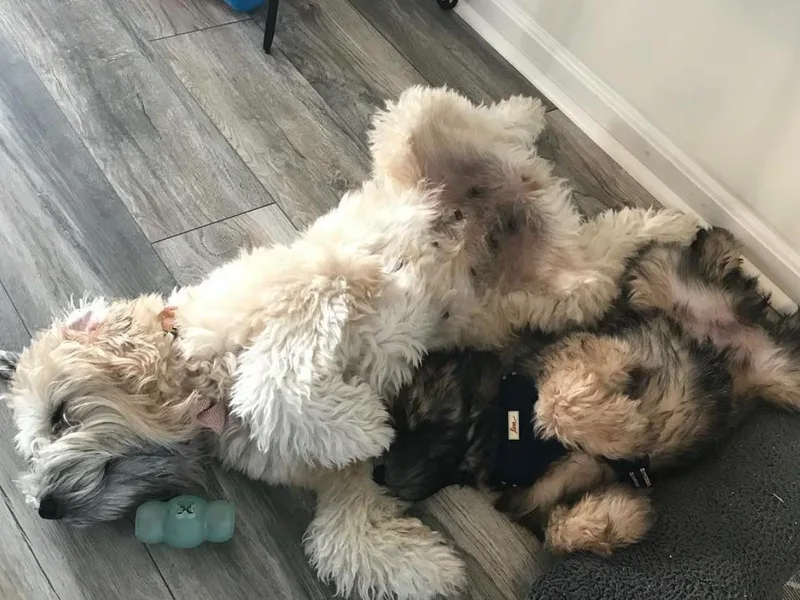 Aisling Pups photo 1