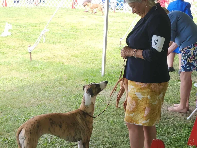 Aiukli Whippets photo 1