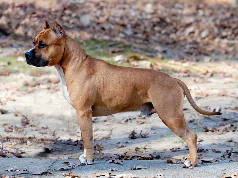 Aiyana Amstaffs photo 1