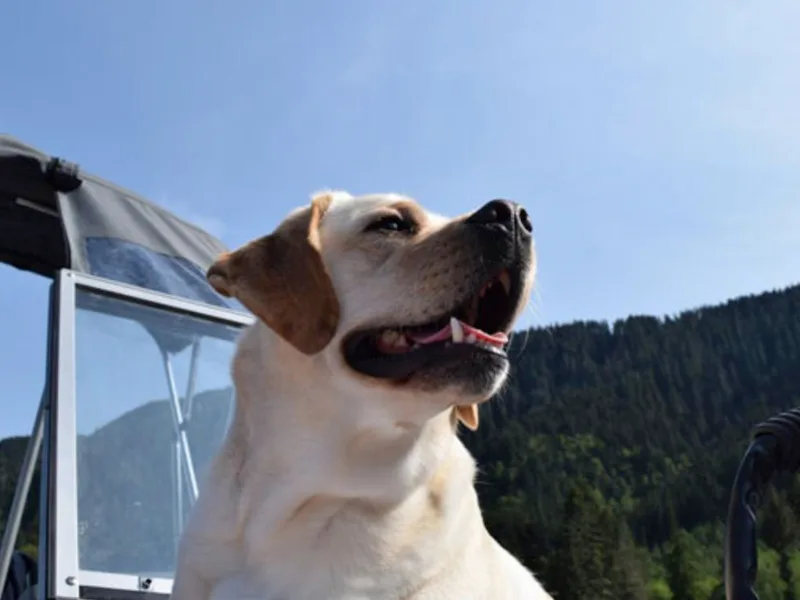 Aiyer Brothers Labradors