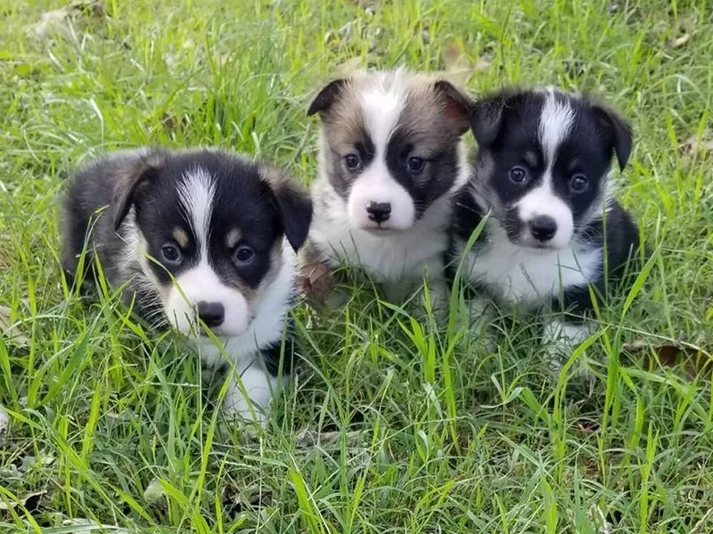 AJ'S Country Corgi's