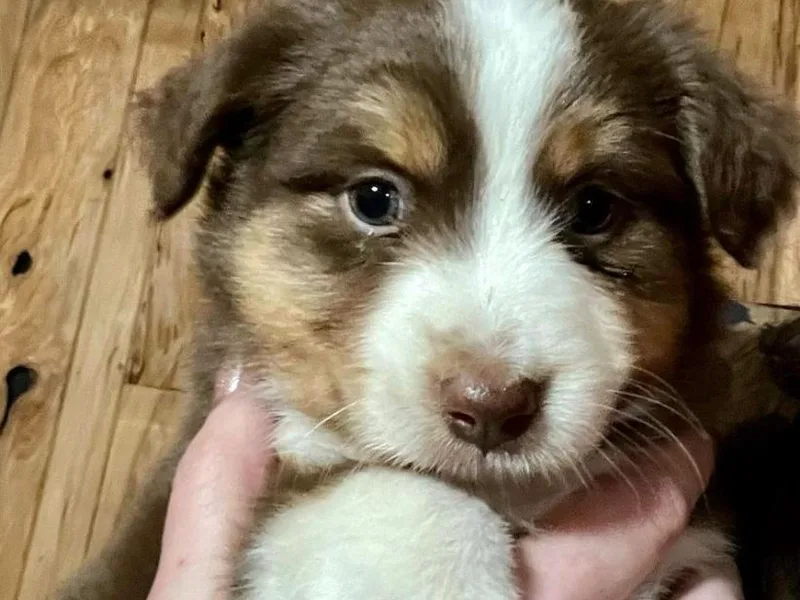 AJB Tx Ranch Mini Aussies photo 1