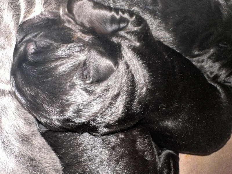 AK&amp;J Kentucky Corsos