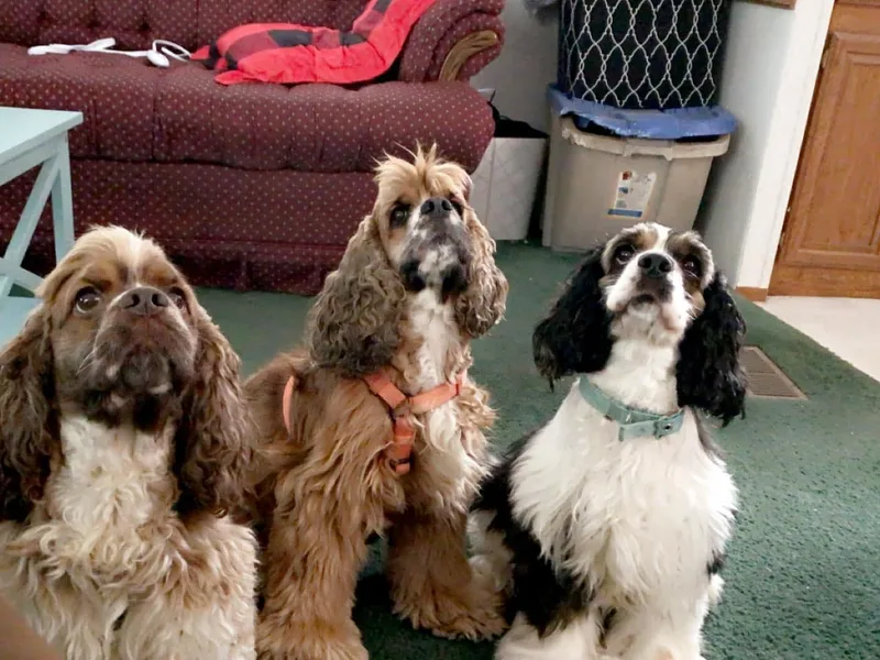 AK Another Shot Kennel