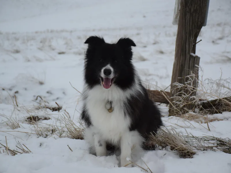 AK's Border Collies and Brittanys