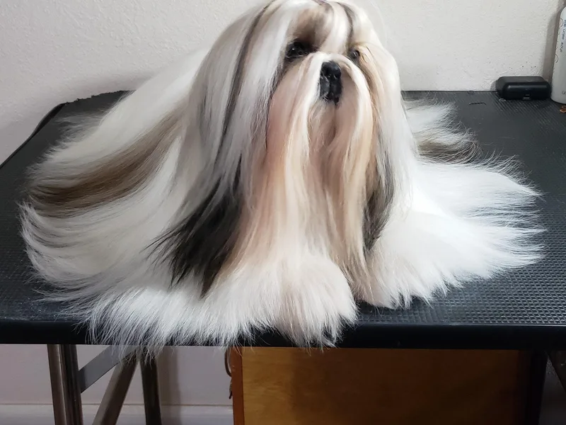 AKA Shih Tzu