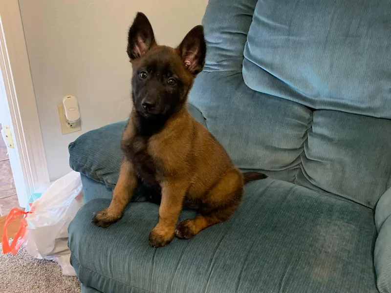 Akadamie Belgian Malinois'