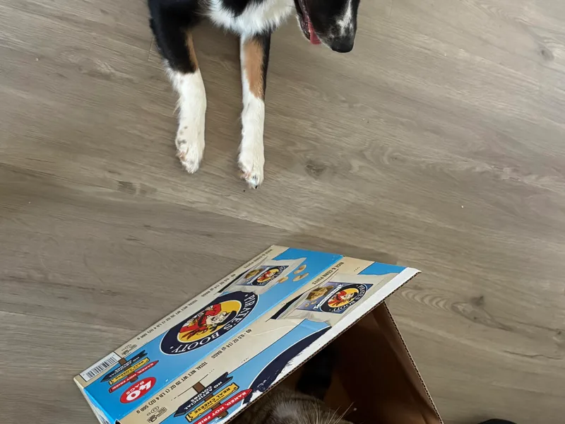 Akamai Miniature Australian Shepherds