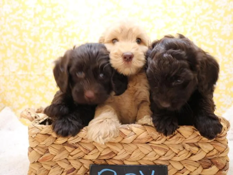 AKAs Doodles and Poodles, LLC