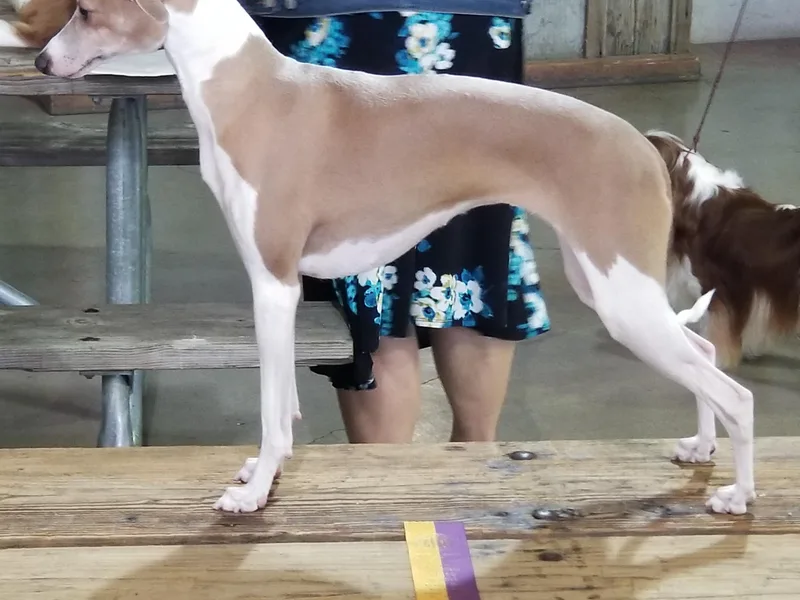 Akaya Italian Greyhounds photo 1