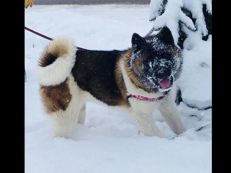 AKC Akitas Arkansas