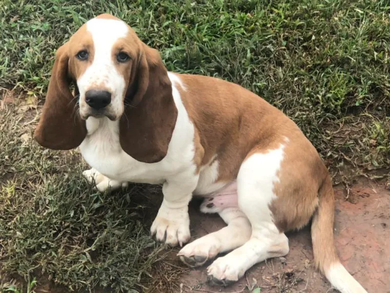 AKC Basset hounds, Nelson county va