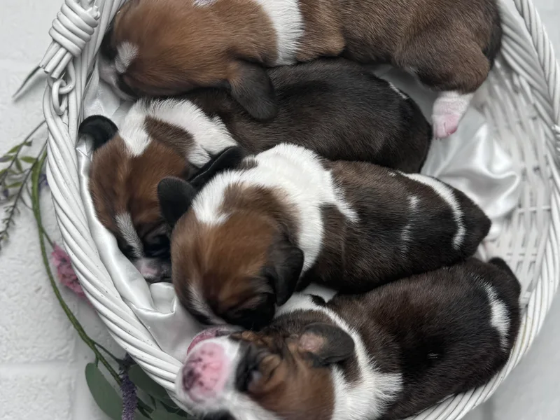 AKC Basset Hounds Puppy