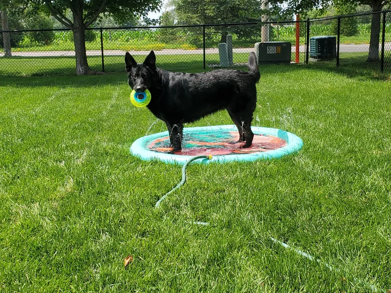 AKC Black German Shepherds