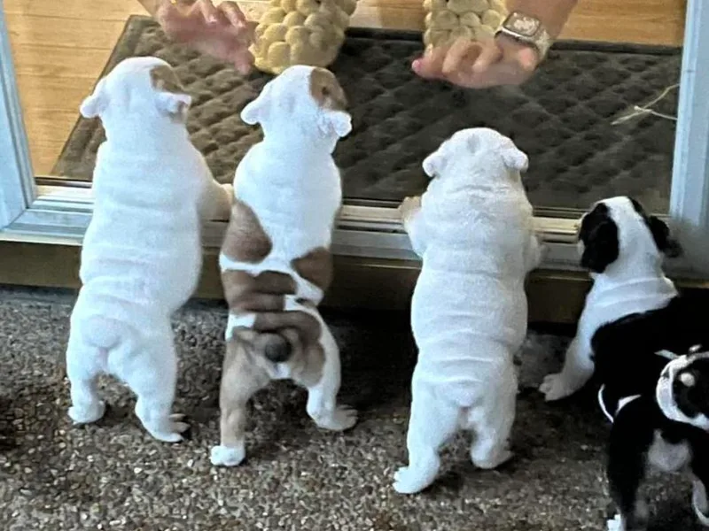 AKC Bulldogs in MS