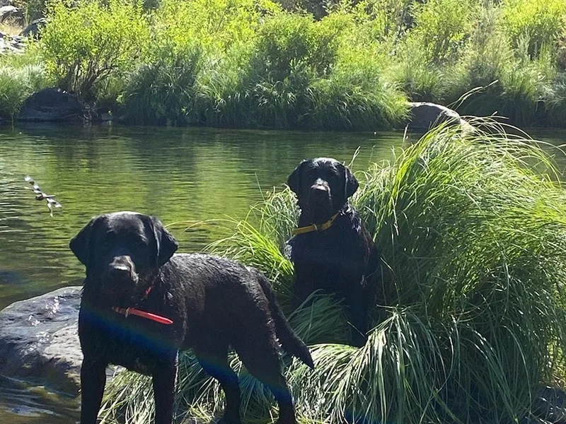 AKC California Winterstrom Labradors