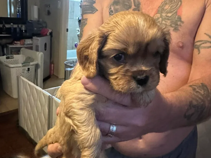 AKC Cavalier King Charles Spaniel Brenda’s Puppies