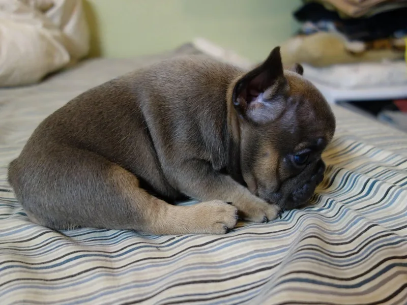 AKC Certified Frenchies photo 1