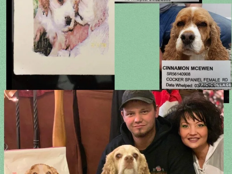AKC Comfort Cocker Spaniels Emotional Support Dogs
