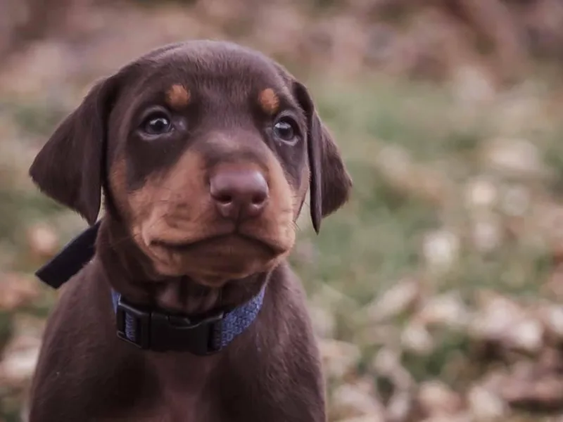 AKC Doberman Puppies By Serena