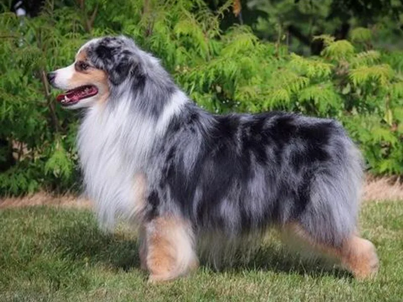 AKC Emerald Valley Minis