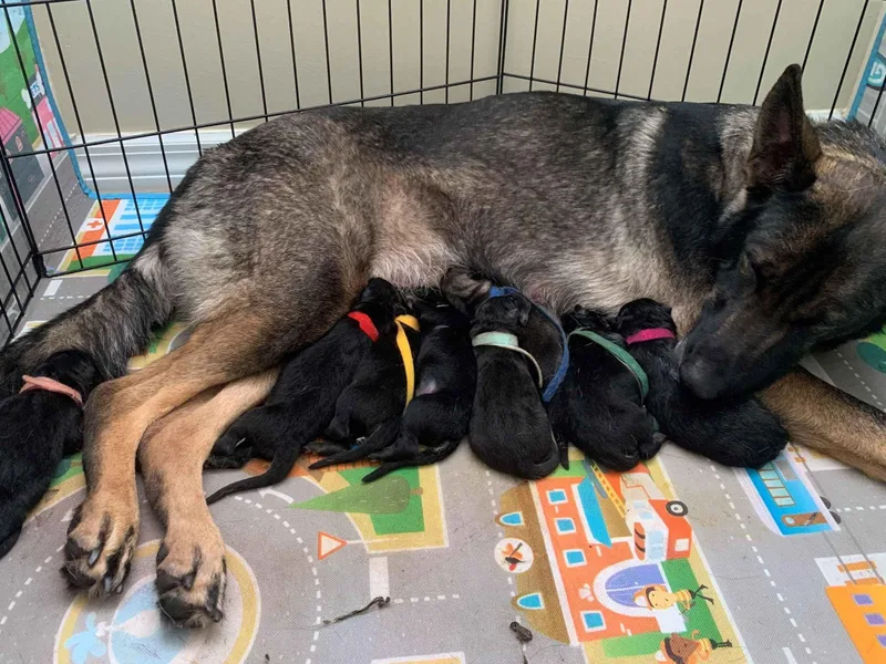 AKC German Shepherd Puppies