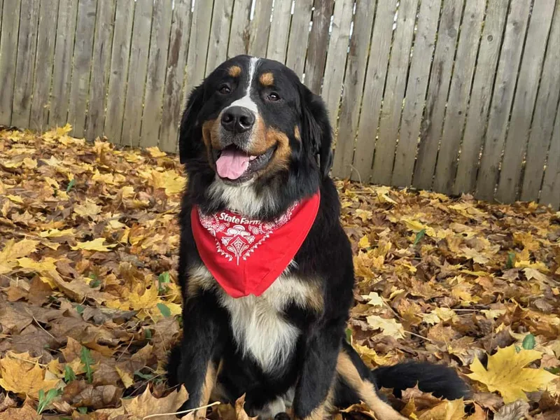 AKC Havanese and Bernese