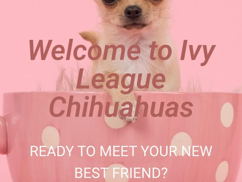 Akc ivy league chihuahua .  Com