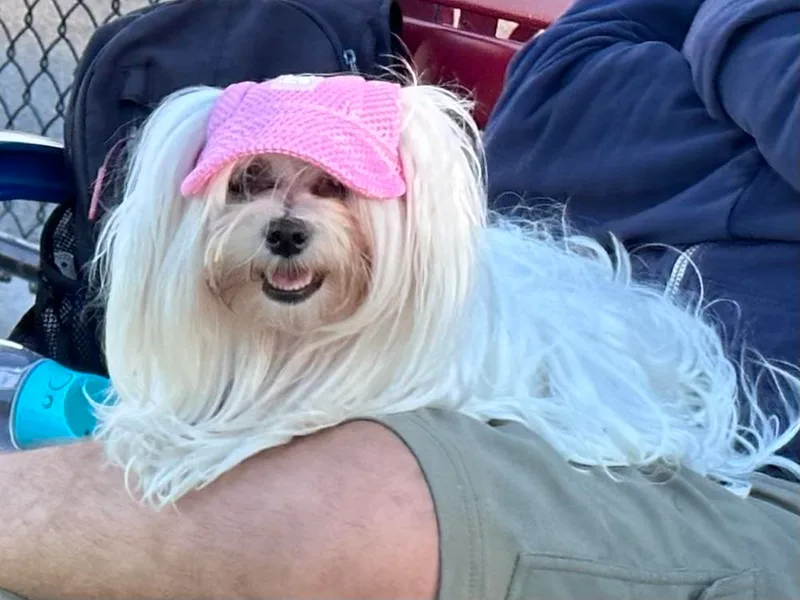 AKC Maltese California