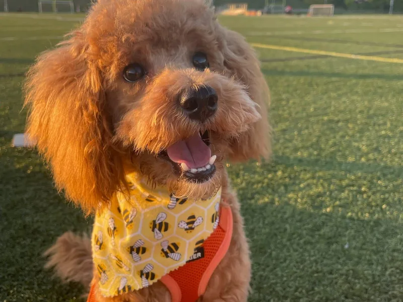 AKC Mini Poodles in NOVA