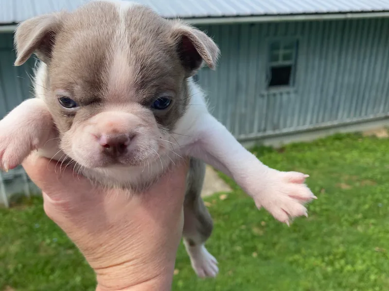 AKC Moonshine Valley Boston Terriers