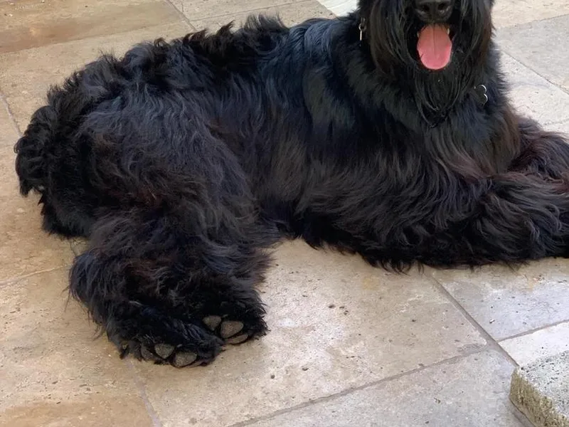 AKC Puppies 2 Love photo 1