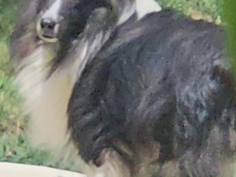 AKC SHETLAND SHEEPDOGS