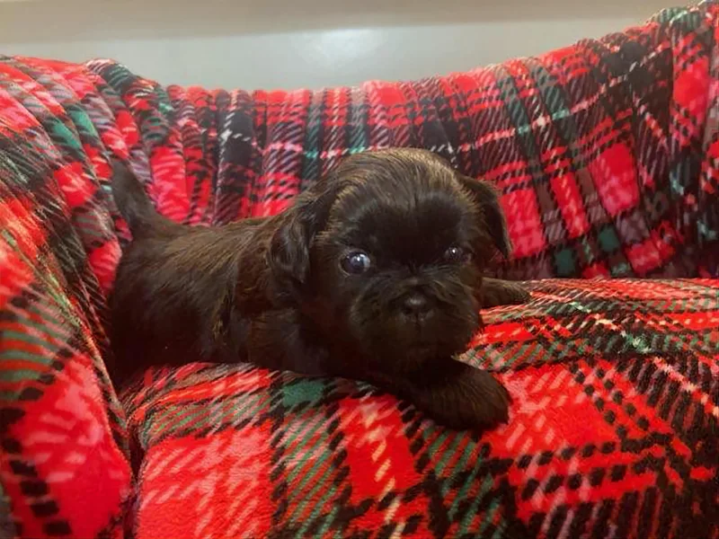 AKC Shih Tzu Champion Line Puppies