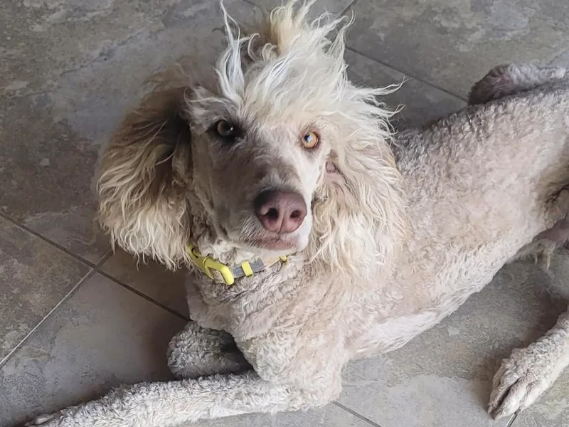 AKC Standard Poodle Puppies and Studs