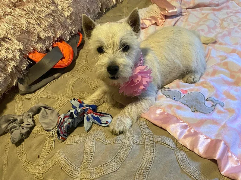 AKC Westies. Tami photo 1