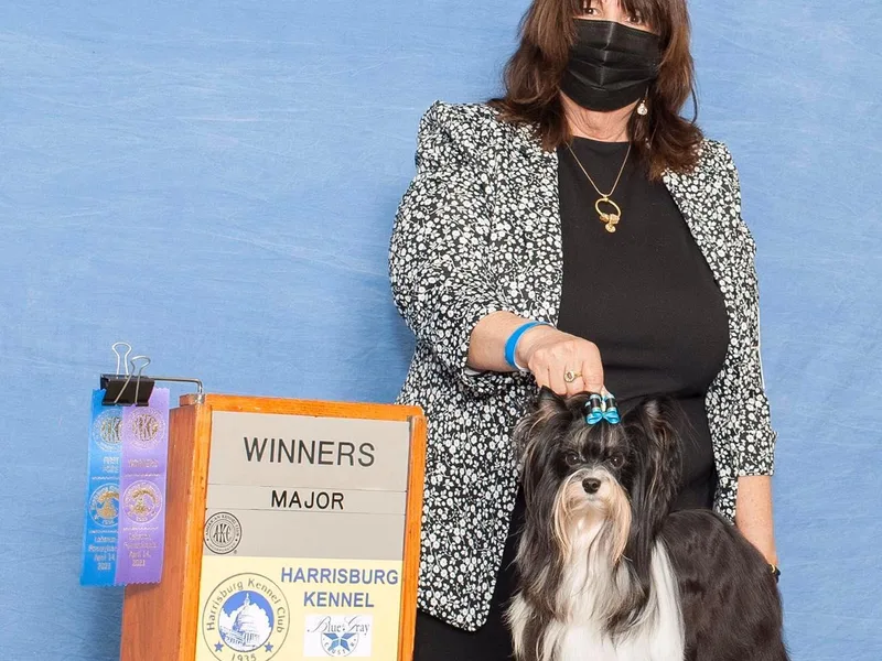 AKC Xtreme Biewer Terriers... photo 1