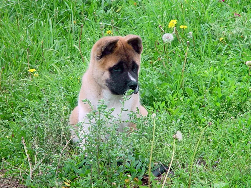 Akitas by Denali