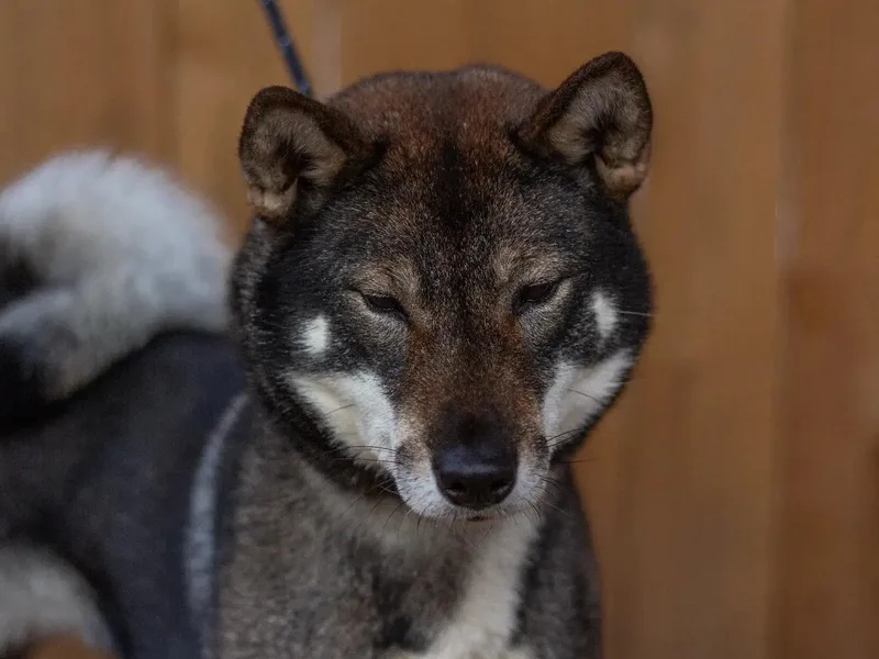 Akiyama no Roushya